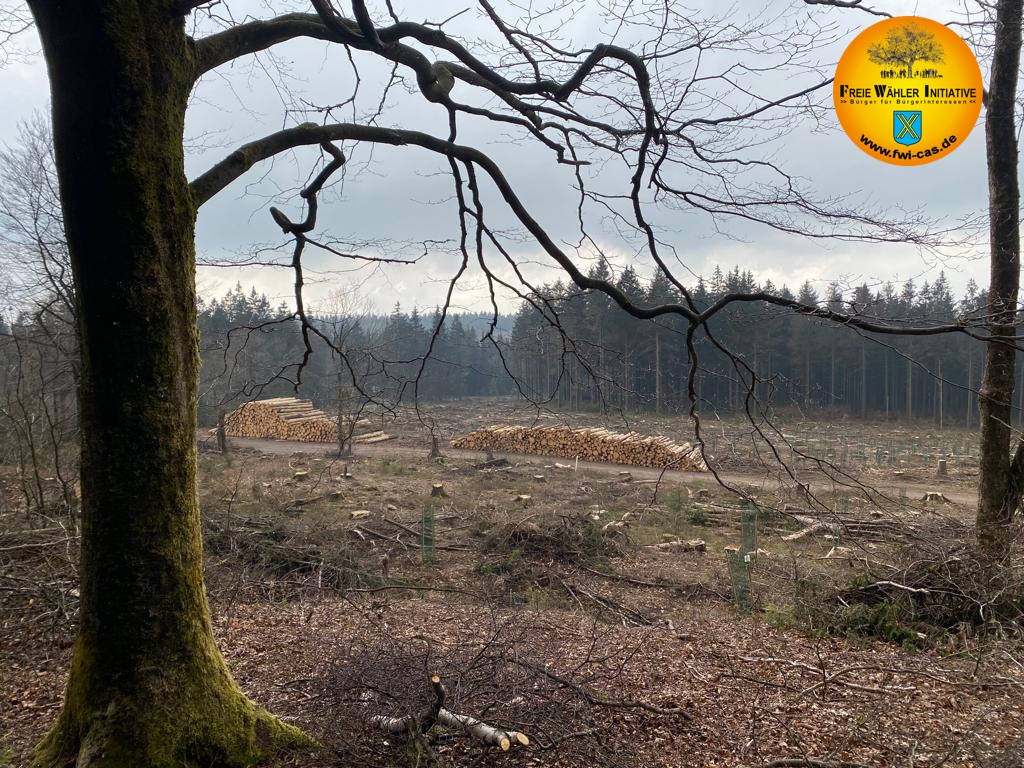 Foto: Toter Baum vor kargen Hintergrund